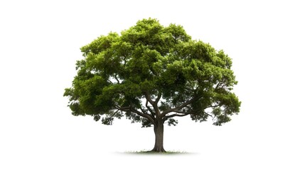 Fototapeta na wymiar green tree isolated on transparent background. for easy selection of designs png