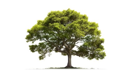 Fototapeta na wymiar green tree isolated on transparent background. for easy selection of designs png