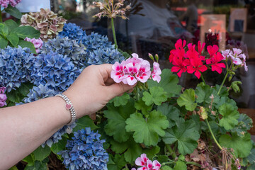 Woman's hand holding flowers