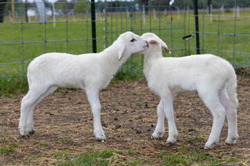 Obraz premium Twin sheep lambs telling a secret