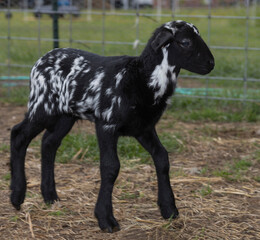 Black sheep lamb with white spots