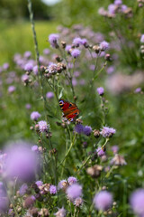 European peacock butterfly sitting on the flower