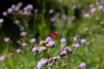 European peacock butterfly sitting on the flower