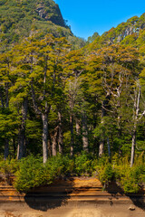 Forest in the hillside of Villarrica volcano at Southern Chile in the Auraucania Region