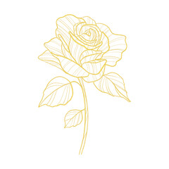 hand drawn gold outline rose flower 