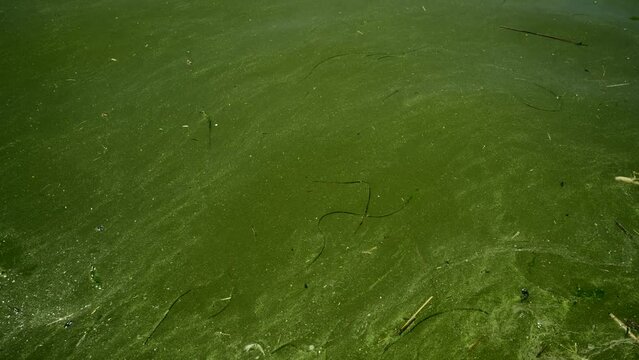 In Black Sea Blue-green algae blooms, water in Odessa has become freshwater and green color. Environmental disaster caused by explosion of Kakhovka Hydroelectric Power Plant dam, Ukraine