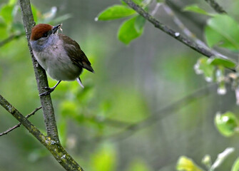 Eurasian blackcap - female // Mönchsgrasmücke - Weibchen (Sylvia atricapilla) 