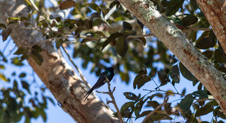 A beautiful Swallow-tailed hummingbird in the wild.