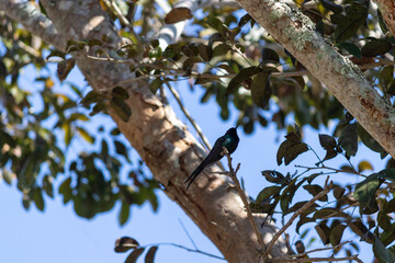 A beautiful Swallow-tailed hummingbird in the wild.
