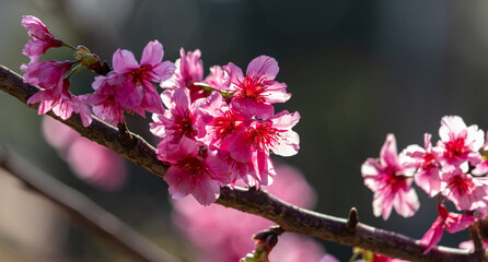 The enchanting beauty of cherry trees.