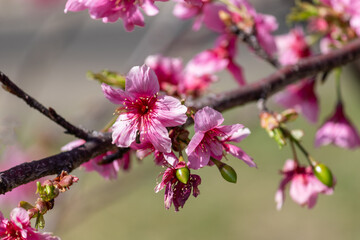 Fototapeta na wymiar The enchanting beauty of cherry trees. 