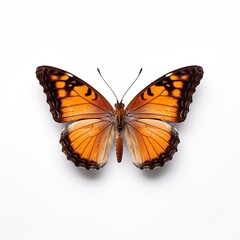 Obraz premium Monarch butterfly. Perfect for any project related to the beauty of nature png isolated background