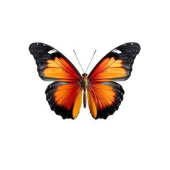 Obraz na płótnie Canvas Monarch butterfly. Perfect for any project related to the beauty of nature png isolated background