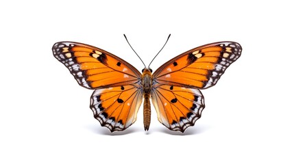 Fototapeta na wymiar Monarch butterfly. Perfect for any project related to the beauty of nature png isolated background