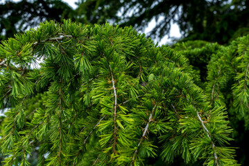 Cedrus deodara, the deodar cedar, Himalayan cedar, or deodar.