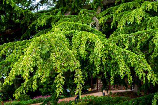 Cedrus deodara, the deodar cedar, Himalayan cedar, or deodar.