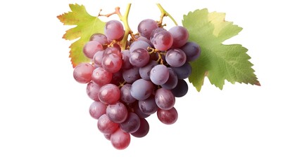 Fototapeta premium Close-up of large grapes from a large ripe appetizing bunch. The child helps to collect the seasonal harvest png background