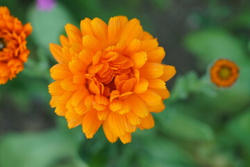 Calendula, Ringelblume im Detail mit unscharfem Hintergrund