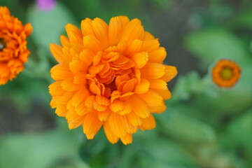 Calendula, Ringelblume im Detail mit unscharfem Hintergrund