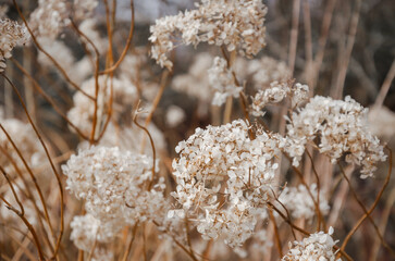 Hydrangea dried flowers in the garden. Natural background