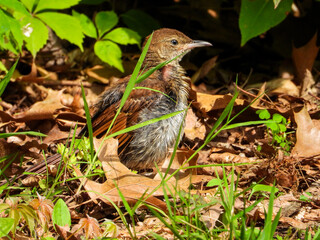 Brown Thrasher Bird