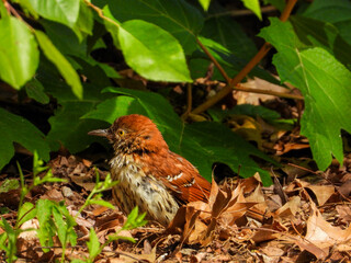 Brown Thrasher