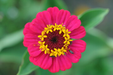 Obraz premium Blühende Zinnien, Zinnia elegans