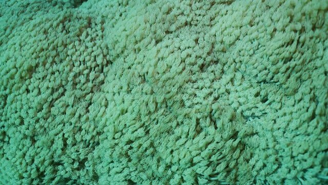 Close-up, Colonies of Flowerpot coral or Anemone coral (Goniopora columna), Slow motion. Coral polyps feed by filtering on plankton. Natural background of coral polyps.