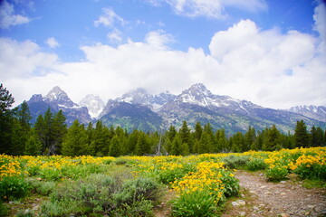 big Snow mountain at Grand Teton National Park in early summer, Wyoming, USA	