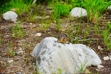 chipmunk or squirrel at Grand Teton National Park, Wyoming, USA	
