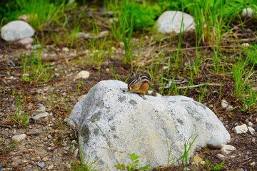 chipmunk or squirrel at Grand Teton National Park, Wyoming, USA	