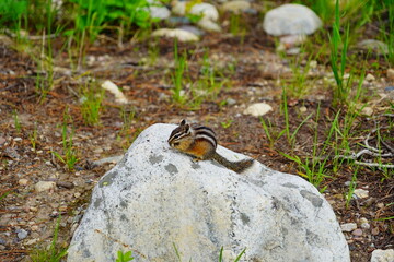chipmunk or squirrel at Grand Teton National Park, Wyoming, USA	