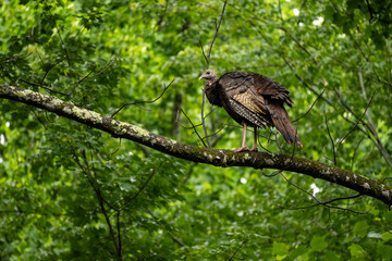 wild turkey on a tree in the great smoky mountains national park in tennessee