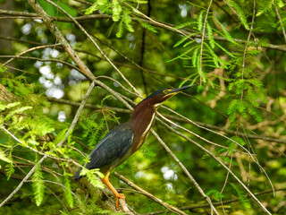 Green Heron