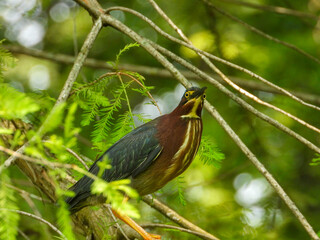 Green Heron