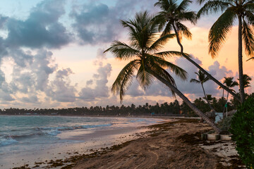 vue sur un palmier sur la plage en bord de mer lors d'un lever de soleil avec des nuages dans le ciel