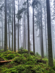 Fototapeta premium Panoramic view of the majestic evergreen forest in a morning fog. Mighty pine tree silhouettes. 