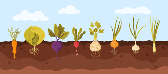 Fototapeta na wymiar Garden vegetable growth in soil vector illustration. Cartoon infographic background with carrot cabbage beetroot radish celery onion garlic leek, organic agriculture plants with roots and leaf, bulbs