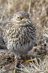 Spotted thick-knee (Burhinus capensis) in Rietvlei Nature Reserve