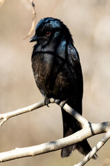 Fork-tailed Drongo (Mikstertbyvanger) in Rietvlei Nature Reserve