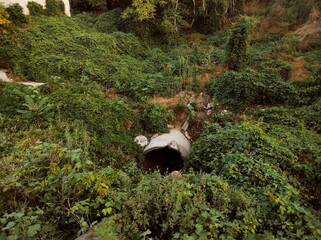 a person in a garden