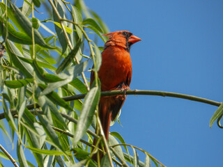 Cardinal Bird