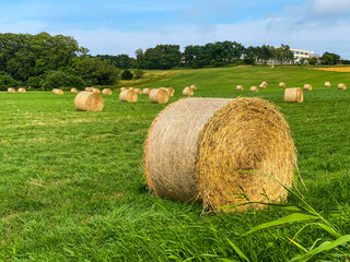 牧草ロール（麦稈ロール）