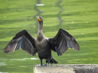 Double-crested cormorant