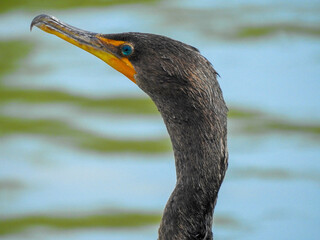 Double-crested cormorant