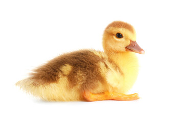 Cute duckling on white background