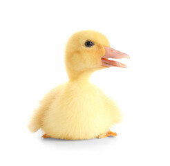 Cute duckling on white background