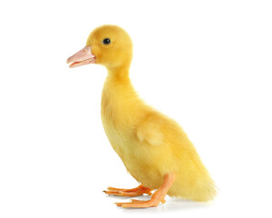 Cute duckling on white background