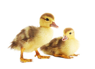 Cute ducklings on white background