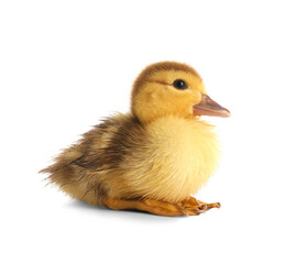 Cute duckling on white background
